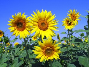 sunflowers-268015_1280