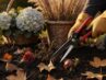 Herbstschnitt: was schneiden