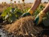 Mulchen im Spätsommer speichert Feuchtigkeit