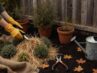 Garten auf den Herbst vorbereiten, Pflanzen schützen