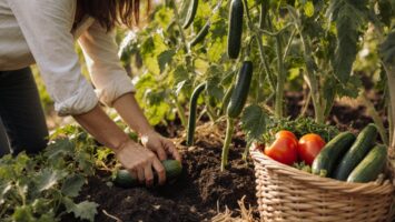 Pflege des Sommergemüsebeets