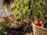 Pflege des Sommergemüsebeets