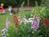Giftige Gartenpflanzen für Kinder