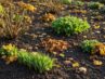 Derzeit sichtbare Veränderungen im Garten